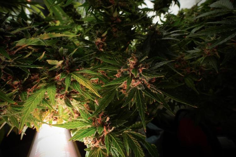 GMO Cookies Served with extra curiosity. Week 13 - GMO Cookies No veg 12-121 from seed
