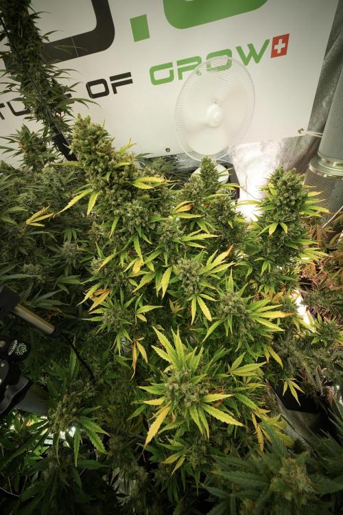 GMO Cookies Served with extra curiosity. Week 13 - GMO Cookies No veg 12-121 from seed