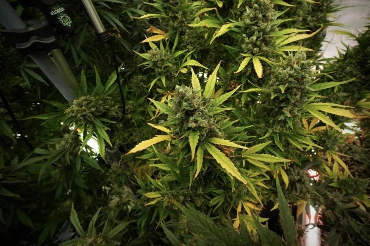 GMO Cookies Served with extra curiosity. Week 13 - GMO Cookies No veg 12-121 from seed