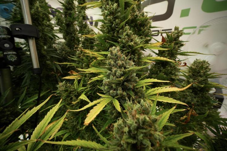 GMO Cookies Served with extra curiosity. Week 13 - GMO Cookies No veg 12-121 from seed