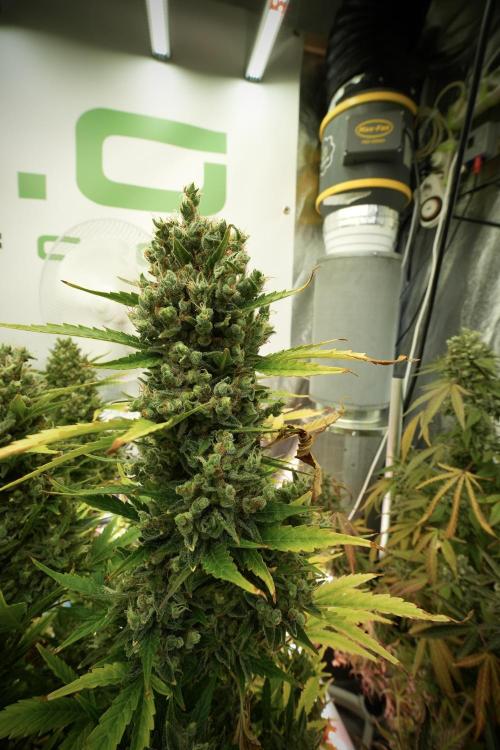 GMO Cookies Served with extra curiosity. Week 13 - GMO Cookies No veg 12-121 from seed