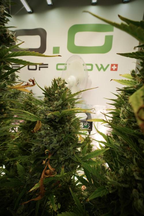 GMO Cookies Served with extra curiosity. Week 13 - GMO Cookies No veg 12-121 from seed