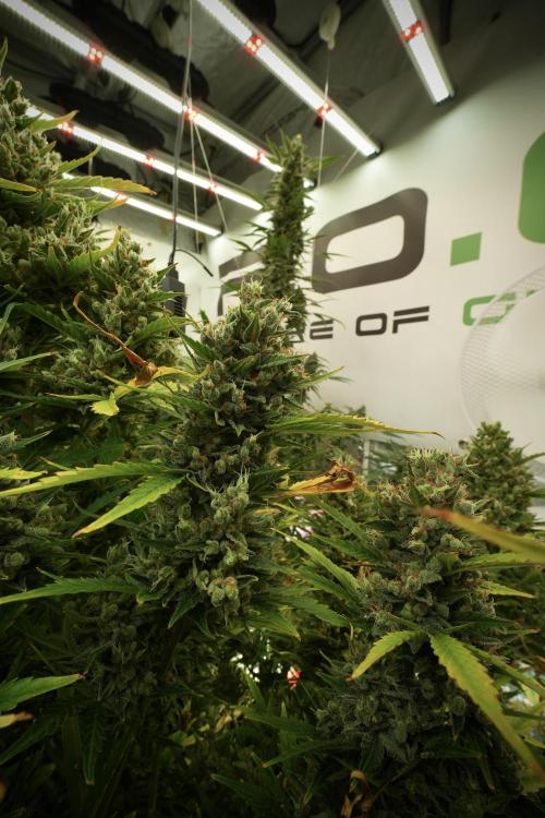 GMO Cookies Served with extra curiosity. Week 13 - GMO Cookies No veg 12-121 from seed
