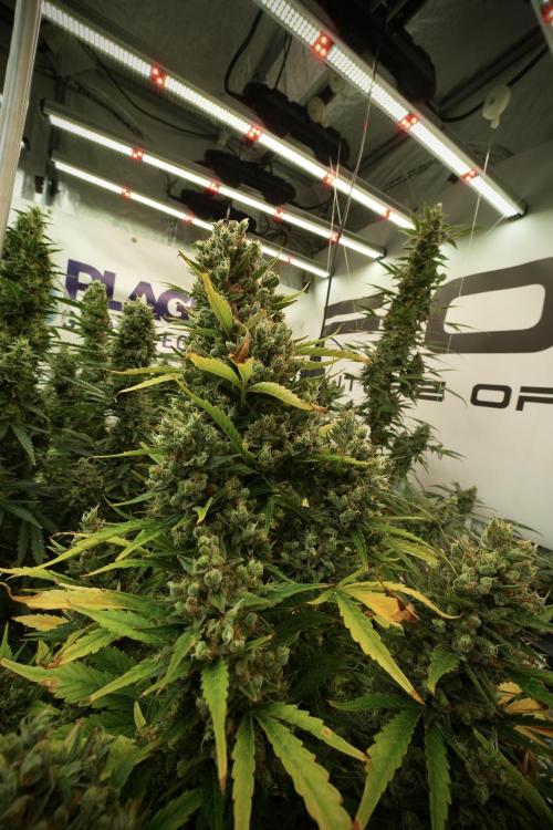 GMO Cookies Served with extra curiosity. Week 13 - GMO Cookies No veg 12-121 from seed