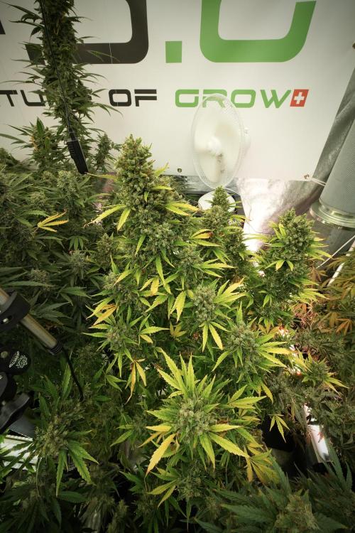 GMO Cookies Served with extra curiosity. Week 13 - GMO Cookies No veg 12-121 from seed