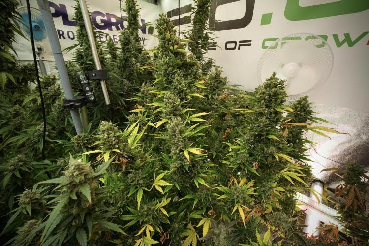GMO Cookies Served with extra curiosity. Week 13 - GMO Cookies No veg 12-121 from seed