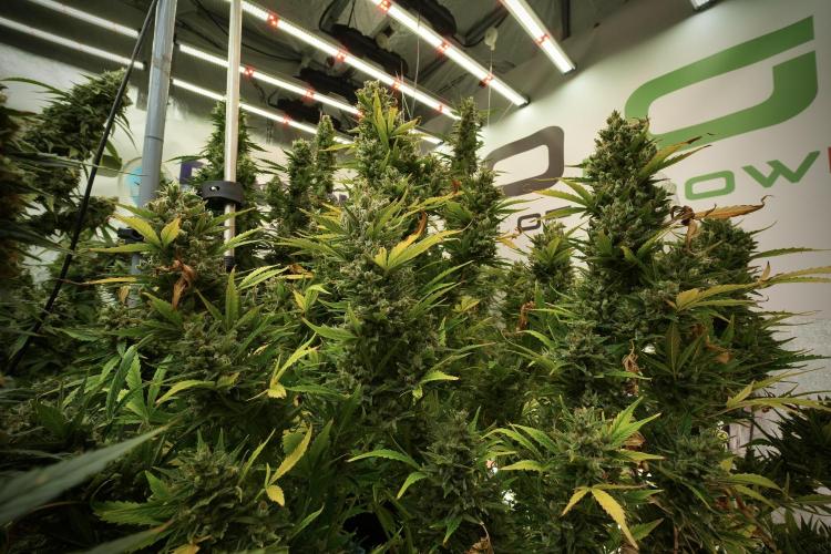 GMO Cookies Served with extra curiosity. Week 13 - GMO Cookies No veg 12-121 from seed