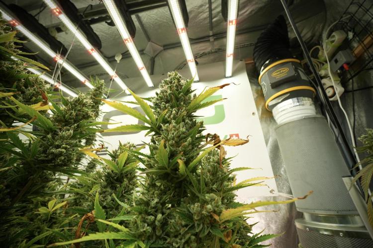GMO Cookies Served with extra curiosity. Week 13 - GMO Cookies No veg 12-121 from seed