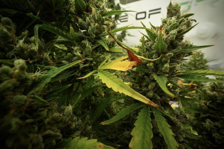 GMO Cookies Served with extra curiosity. Week 13 - GMO Cookies No veg 12-121 from seed