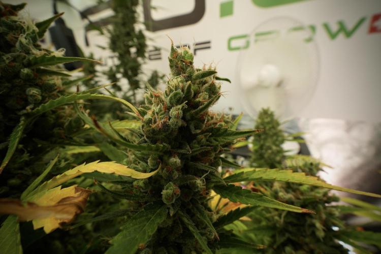 GMO Cookies Served with extra curiosity. Week 13 - GMO Cookies No veg 12-121 from seed