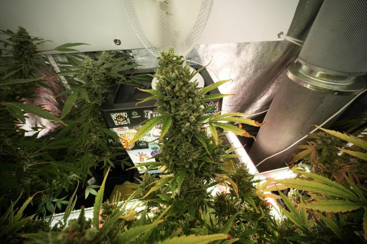 GMO Cookies Served with extra curiosity. Week 13 - GMO Cookies No veg 12-121 from seed