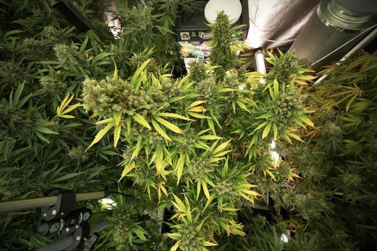 GMO Cookies Served with extra curiosity. Week 13 - GMO Cookies No veg 12-121 from seed