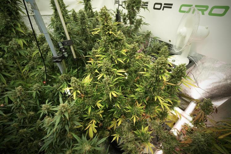 GMO Cookies Served with extra curiosity. Week 13 - GMO Cookies No veg 12-121 from seed