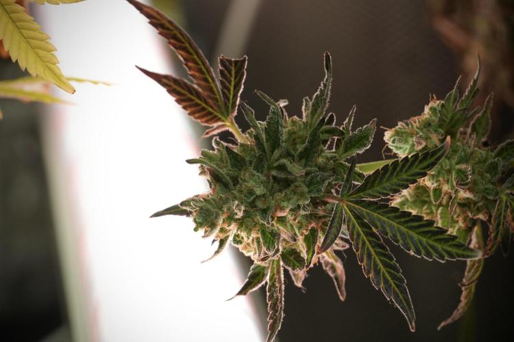 TicaL X Zamnesia-NectarDrip pack#268/750. Week 15 - Nectar Drip No Veg Harvest week 