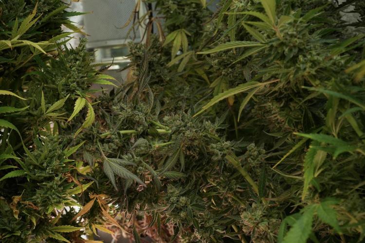 TicaL X Zamnesia-NectarDrip pack#268/750. Week 15 - Nectar Drip No Veg Harvest week 