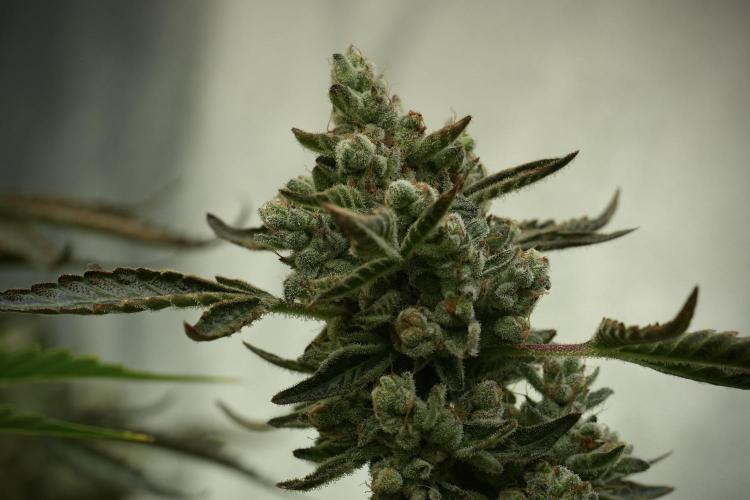 TicaL X Zamnesia-NectarDrip pack#268/750. Week 15 - Nectar Drip No Veg Harvest week 
