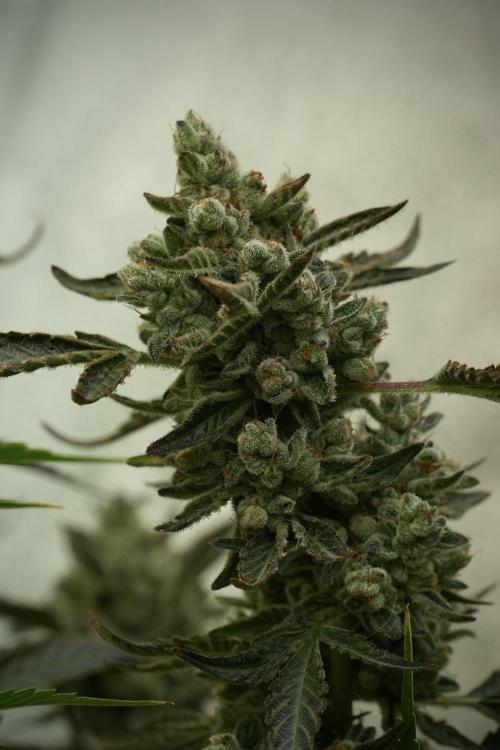 TicaL X Zamnesia-NectarDrip pack#268/750. Week 15 - Nectar Drip No Veg Harvest week 