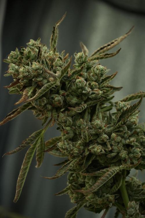 TicaL X Zamnesia-NectarDrip pack#268/750. Week 15 - Nectar Drip No Veg Harvest week 