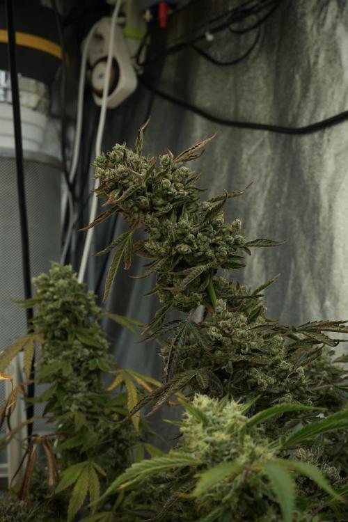 TicaL X Zamnesia-NectarDrip pack#268/750. Week 15 - Nectar Drip No Veg Harvest week 
