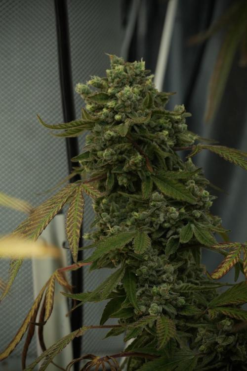 TicaL X Zamnesia-NectarDrip pack#268/750. Week 15 - Nectar Drip No Veg Harvest week 