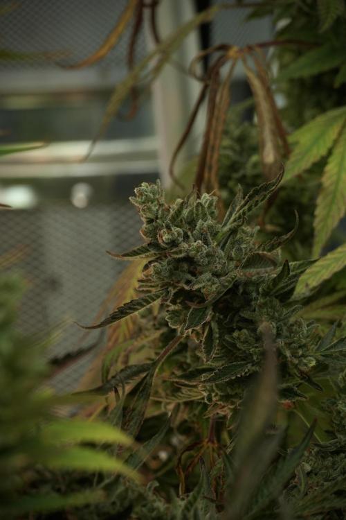 TicaL X Zamnesia-NectarDrip pack#268/750. Week 15 - Nectar Drip No Veg Harvest week 