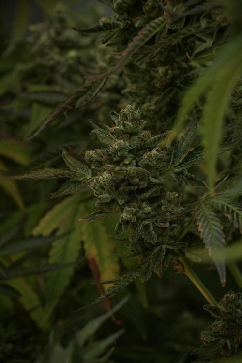 TicaL X Zamnesia-NectarDrip pack#268/750. Week 15 - Nectar Drip No Veg Harvest week 