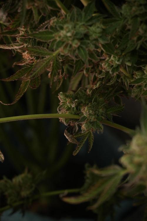 TicaL X Zamnesia-NectarDrip pack#268/750. Week 15 - Nectar Drip No Veg Harvest week 