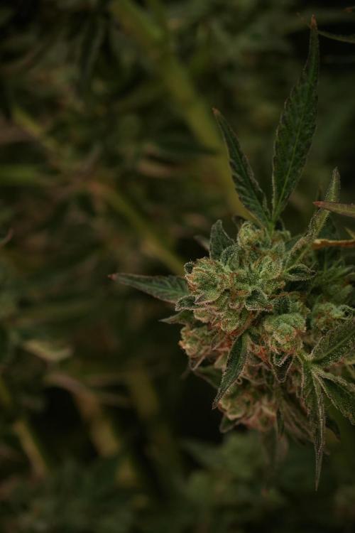 TicaL X Zamnesia-NectarDrip pack#268/750. Week 15 - Nectar Drip No Veg Harvest week 