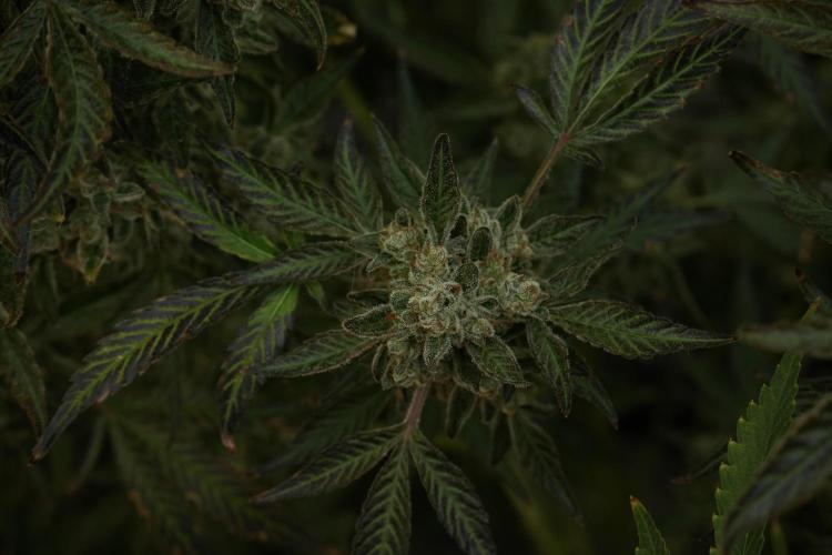 TicaL X Zamnesia-NectarDrip pack#268/750. Week 15 - Nectar Drip No Veg Harvest week 