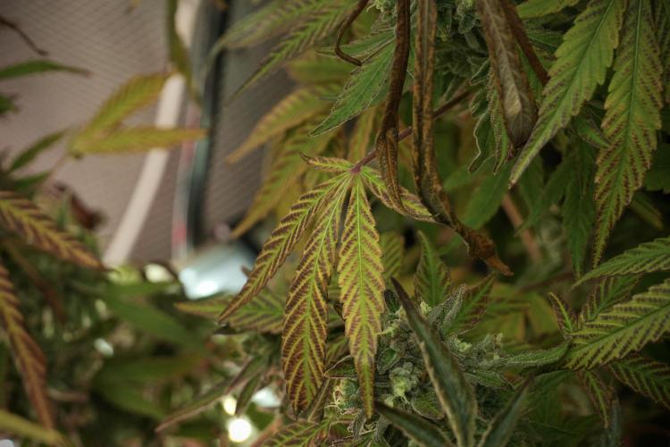 TicaL X Zamnesia-NectarDrip pack#268/750. Week 15 - Nectar Drip No Veg Harvest week 