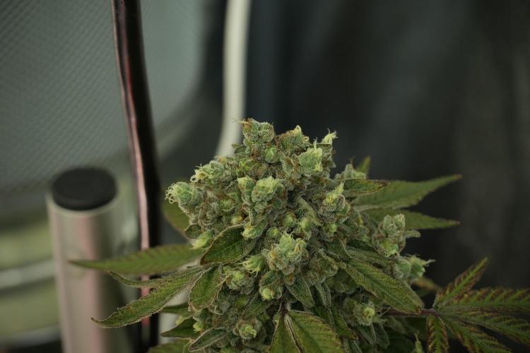 TicaL X Zamnesia-NectarDrip pack#268/750. Week 15 - Nectar Drip No Veg Harvest week 