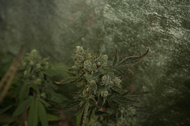 TicaL X Zamnesia-NectarDrip pack#268/750. Week 15 - Nectar Drip No Veg Harvest week 