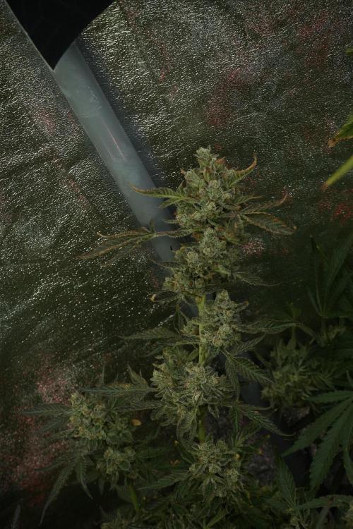 TicaL X Zamnesia-NectarDrip pack#268/750. Week 15 - Nectar Drip No Veg Harvest week 