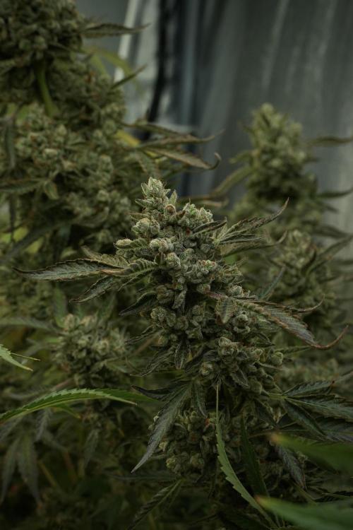TicaL X Zamnesia-NectarDrip pack#268/750. Week 15 - Nectar Drip No Veg Harvest week 