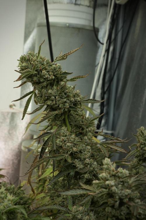 TicaL X Zamnesia-NectarDrip pack#268/750. Week 15 - Nectar Drip No Veg Harvest week 
