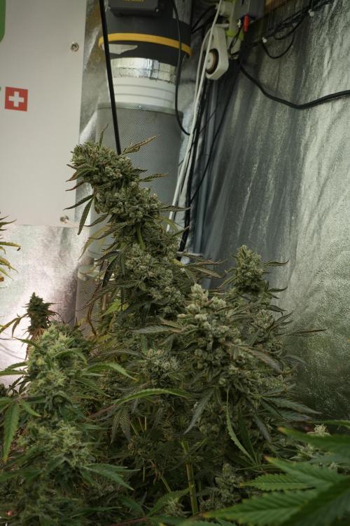 TicaL X Zamnesia-NectarDrip pack#268/750. Week 15 - Nectar Drip No Veg Harvest week 