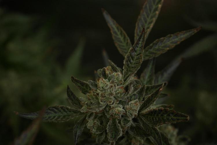 TicaL X Zamnesia-NectarDrip pack#268/750. Week 15 - Nectar Drip No Veg Harvest week 