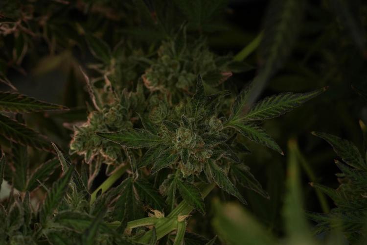 TicaL X Zamnesia-NectarDrip pack#268/750. Week 15 - Nectar Drip No Veg Harvest week 