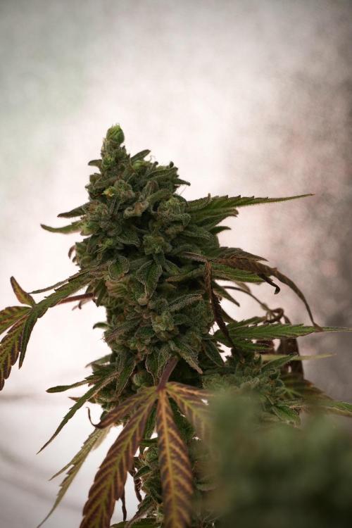 TicaL X Zamnesia-NectarDrip pack#268/750. Week 15 - Nectar Drip No Veg Harvest week 