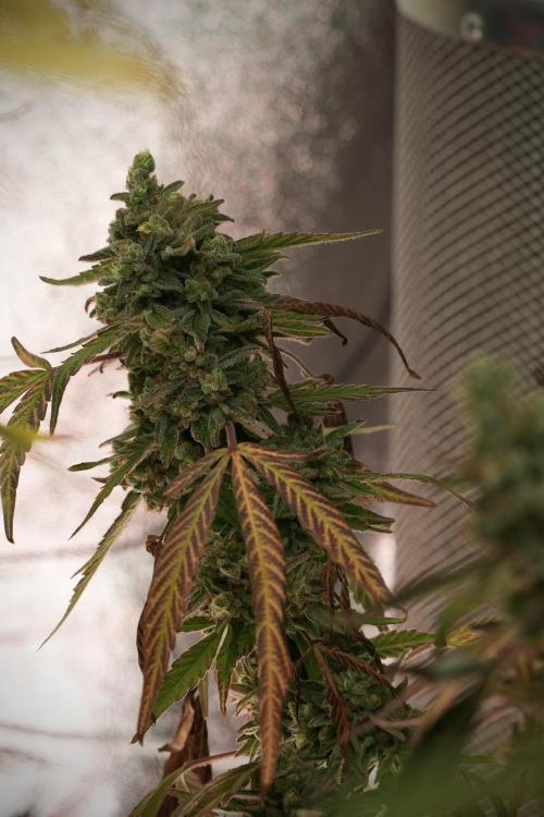 TicaL X Zamnesia-NectarDrip pack#268/750. Week 15 - Nectar Drip No Veg Harvest week 