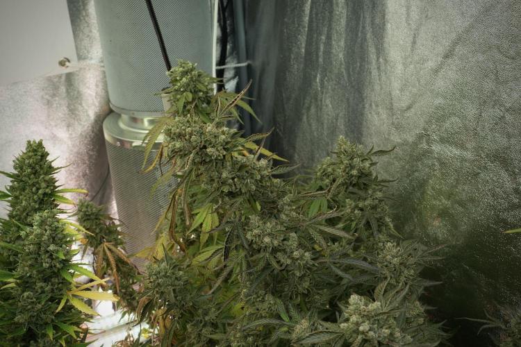 TicaL X Zamnesia-NectarDrip pack#268/750. Week 15 - Nectar Drip No Veg Harvest week 
