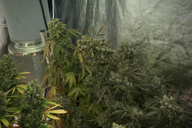 TicaL X Zamnesia-NectarDrip pack#268/750. Week 15 - Nectar Drip No Veg Harvest week 