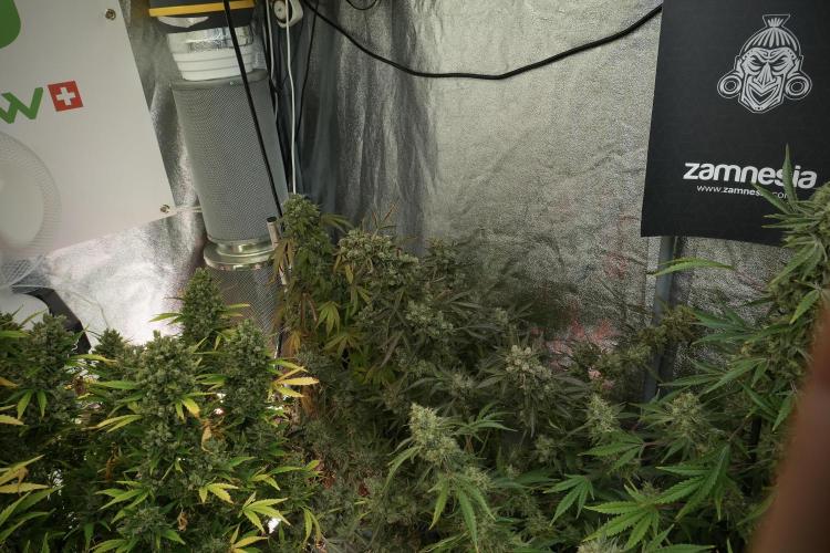 TicaL X Zamnesia-NectarDrip pack#268/750. Week 15 - Nectar Drip No Veg Harvest week 