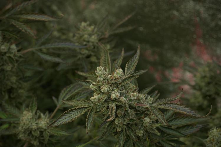 TicaL X Zamnesia-NectarDrip pack#268/750. Week 15 - Nectar Drip No Veg Harvest week 
