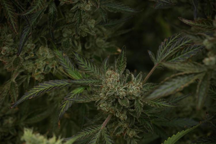 TicaL X Zamnesia-NectarDrip pack#268/750. Week 15 - Nectar Drip No Veg Harvest week 