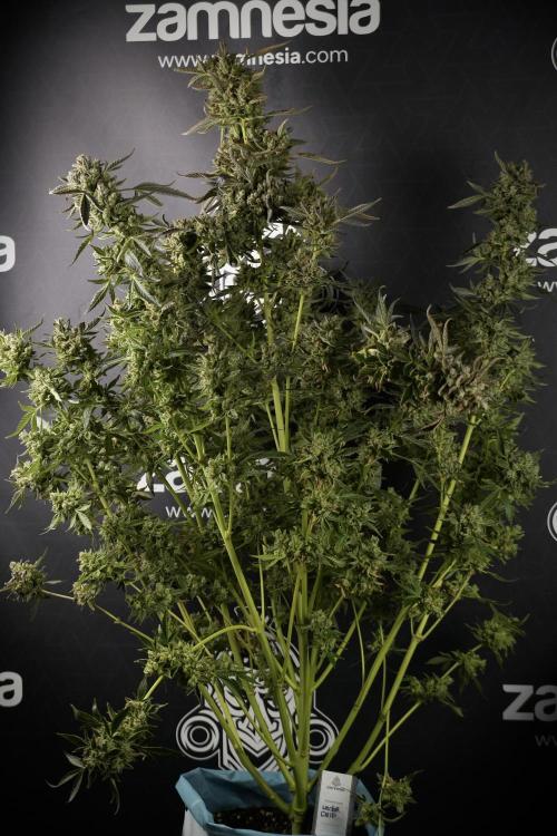 TicaL X Zamnesia-NectarDrip pack#268/750. Week 15 - Nectar Drip 12-12 from seed studio before harvest 