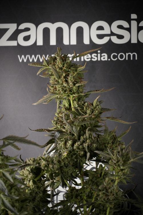 TicaL X Zamnesia-NectarDrip pack#268/750. Week 15 - Nectar Drip 12-12 from seed studio before harvest 