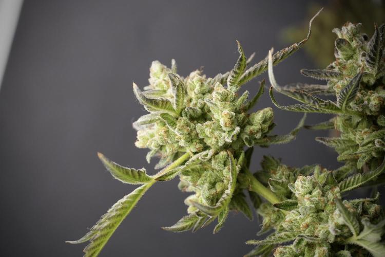 TicaL X Zamnesia-NectarDrip pack#268/750. Week 15 - Nectar Drip 12-12 from seed studio before harvest 