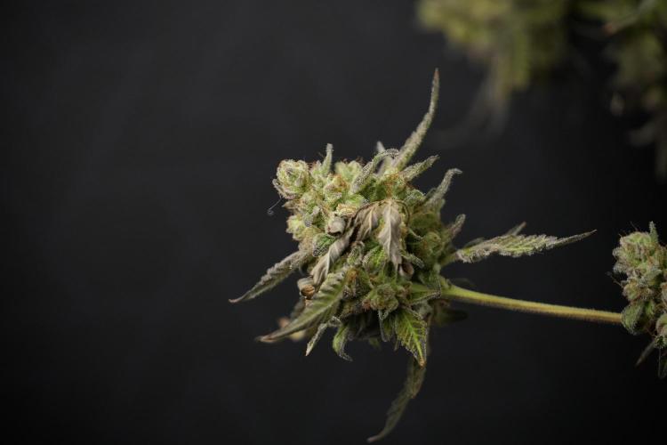 TicaL X Zamnesia-NectarDrip pack#268/750. Week 15 - Nectar Drip 12-12 from seed studio before harvest 