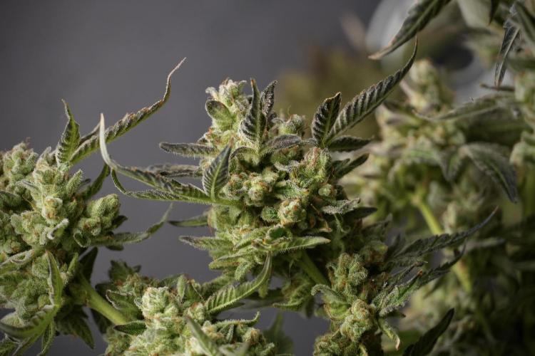 TicaL X Zamnesia-NectarDrip pack#268/750. Week 15 - Nectar Drip 12-12 from seed studio before harvest 